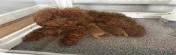 Toy Poodle dogs for sale: Beautiful Asian Toy Poodles  - Advert 6