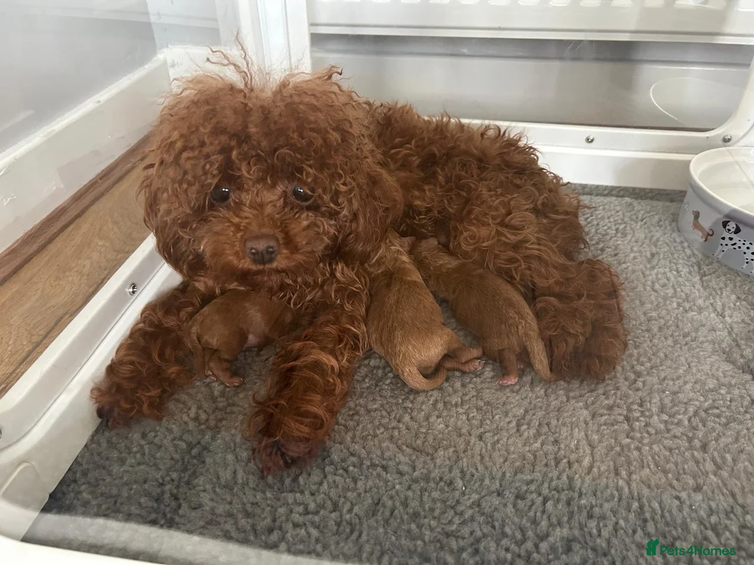 Toy Poodle dogs for sale: Beautiful Asian Toy Poodles  - Advert 6