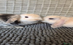 Mini Lop rabbits for sale: Mini Lop Baby Bunnies  - Image 14