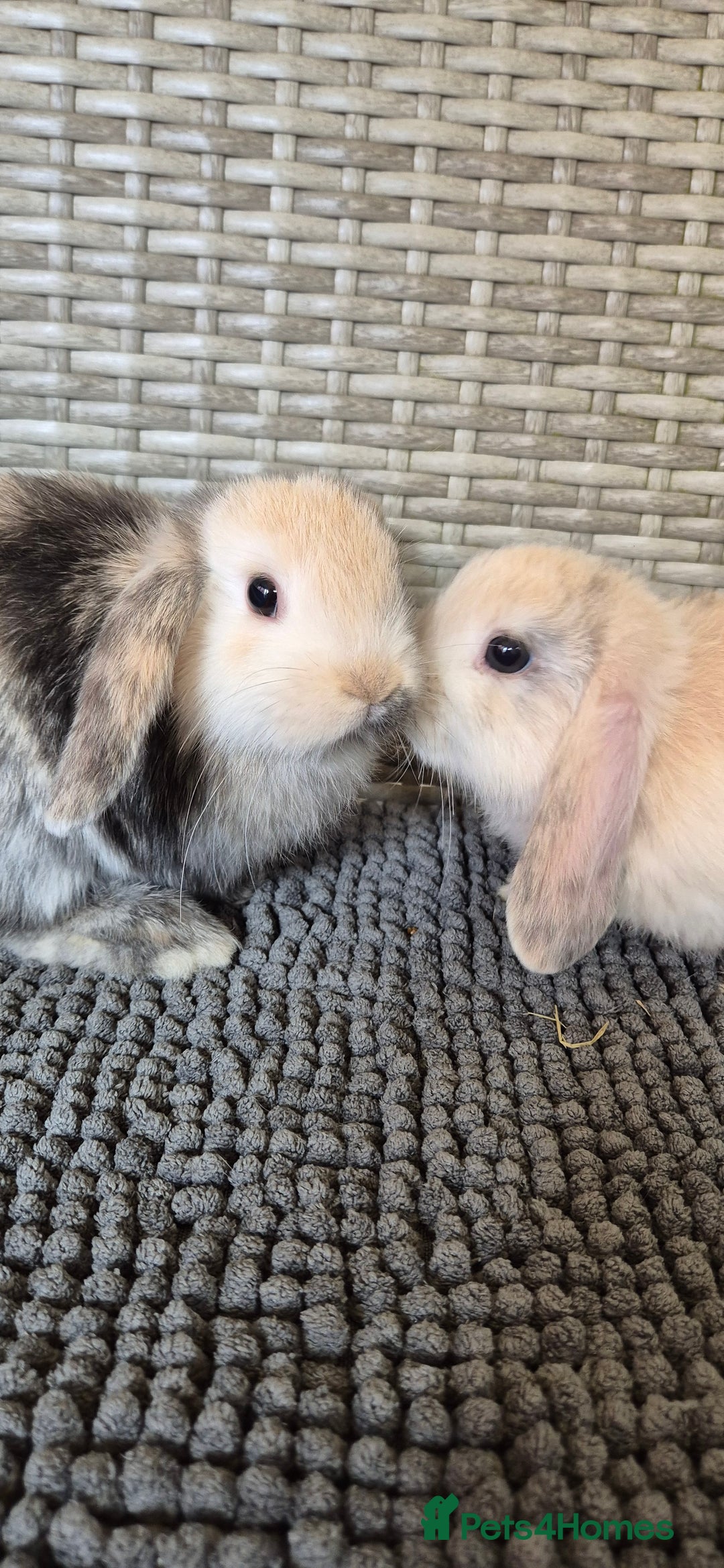 Mini Lop rabbits for sale: Mini Lop Baby Bunnies  - Image 14
