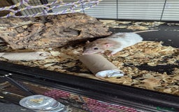 Rat rodents for sale: 5 female rats - Image 3