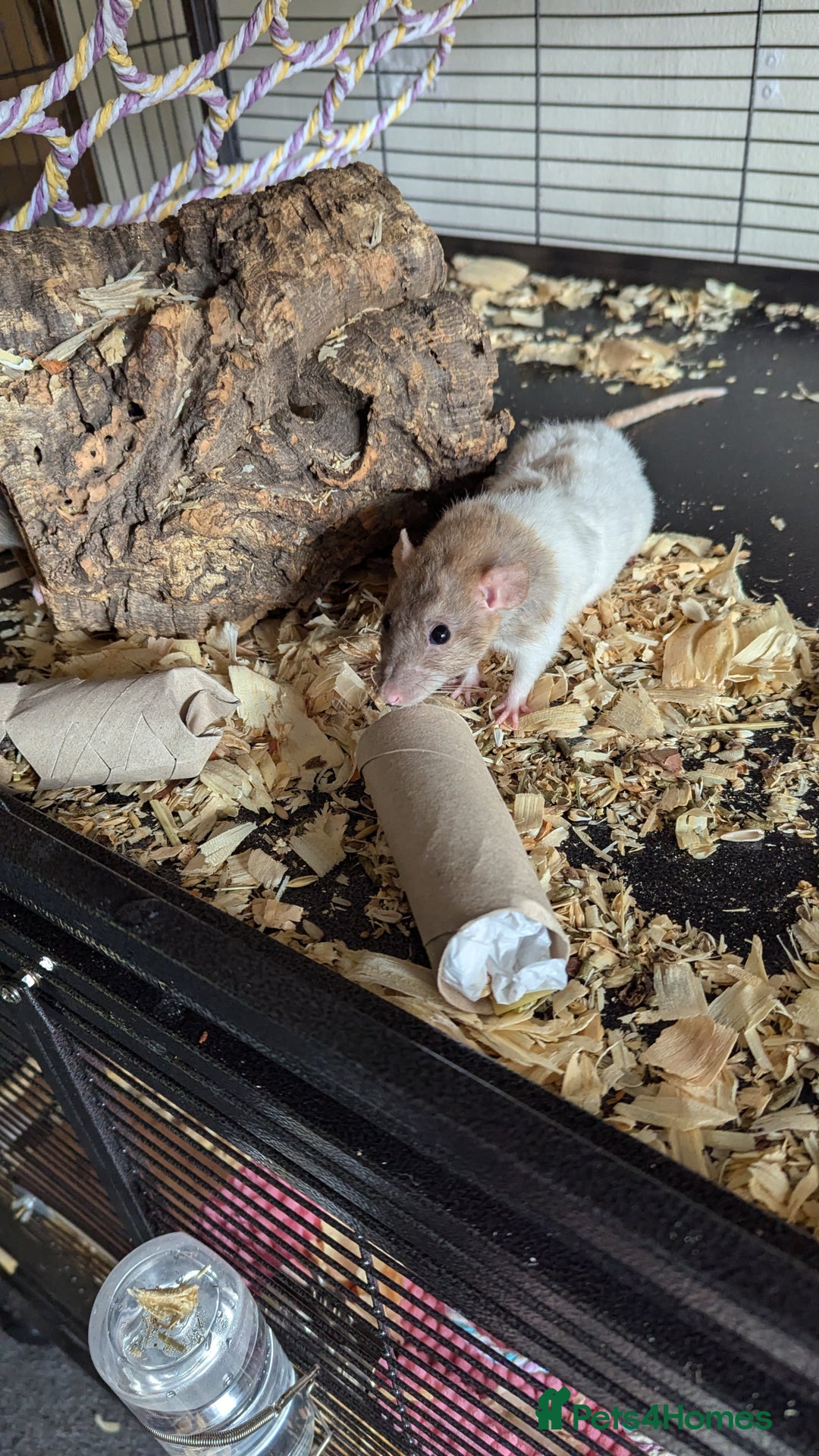 Rat rodents for sale: 5 female rats - Image 3