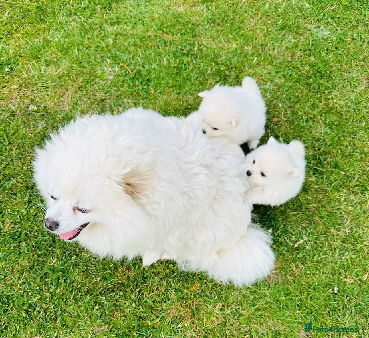 Pomeranian dogs Beautiful Pomeranian  - Advert 1