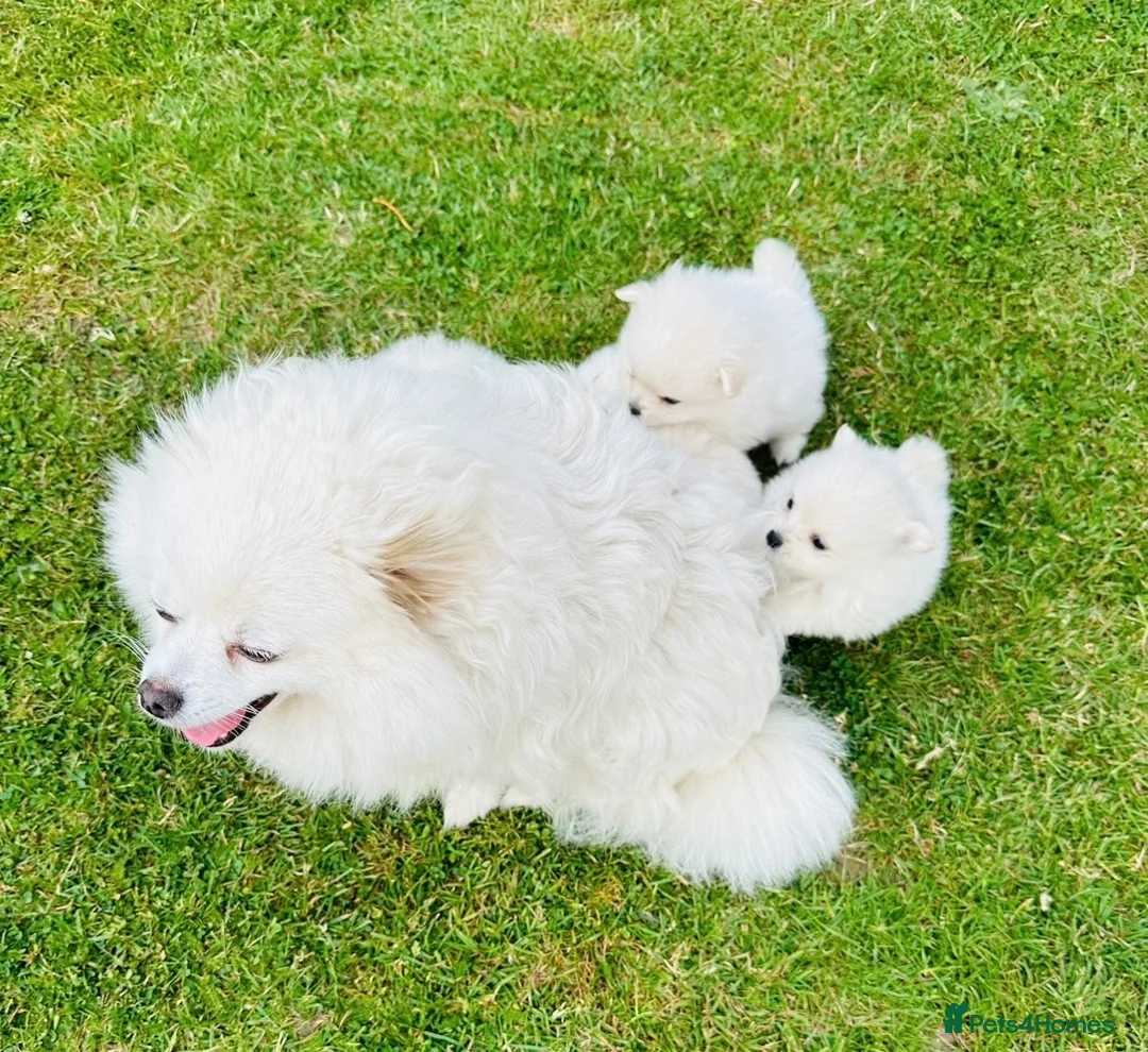 Pomeranian dogs for sale: Beautiful Pomeranian  - Advert 1
