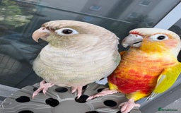 Conures birds for sale: Healthy and Happy Conures - Image 1