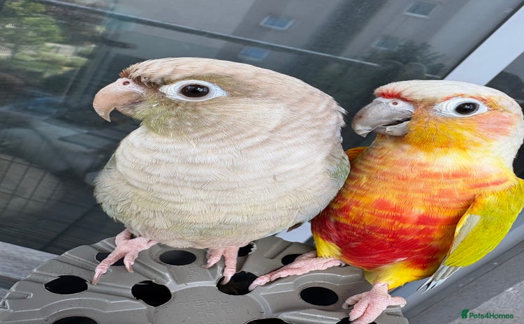 Conures birds - Advert 9