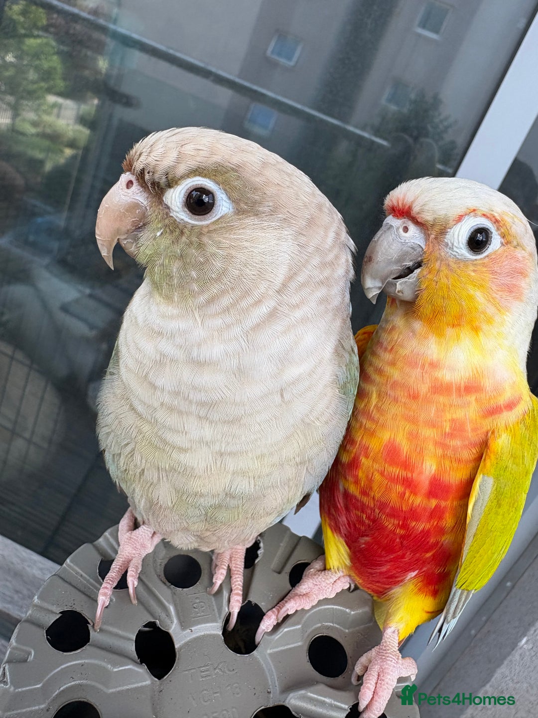 Conures birds for sale: Healthy and Happy Conures - Image 1