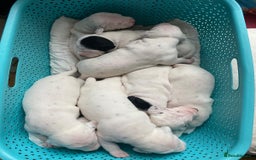 Dalmatian dogs for sale: Beautiful Dalmatian Puppies - Image 1