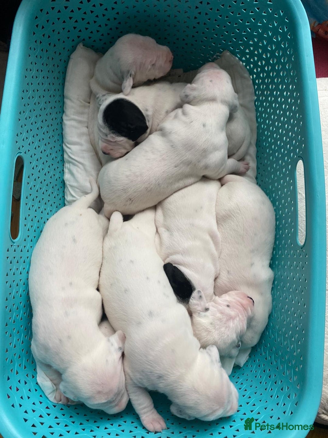 Dalmatian dogs for sale: Beautiful Dalmatian Puppies - Image 1