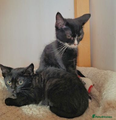 Mixed Breed cats LEAH AND LEA - Advert 1