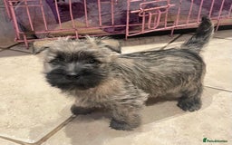 Cairn Terrier dogs for sale: Stunning cairn terrier puppies  - Image 11