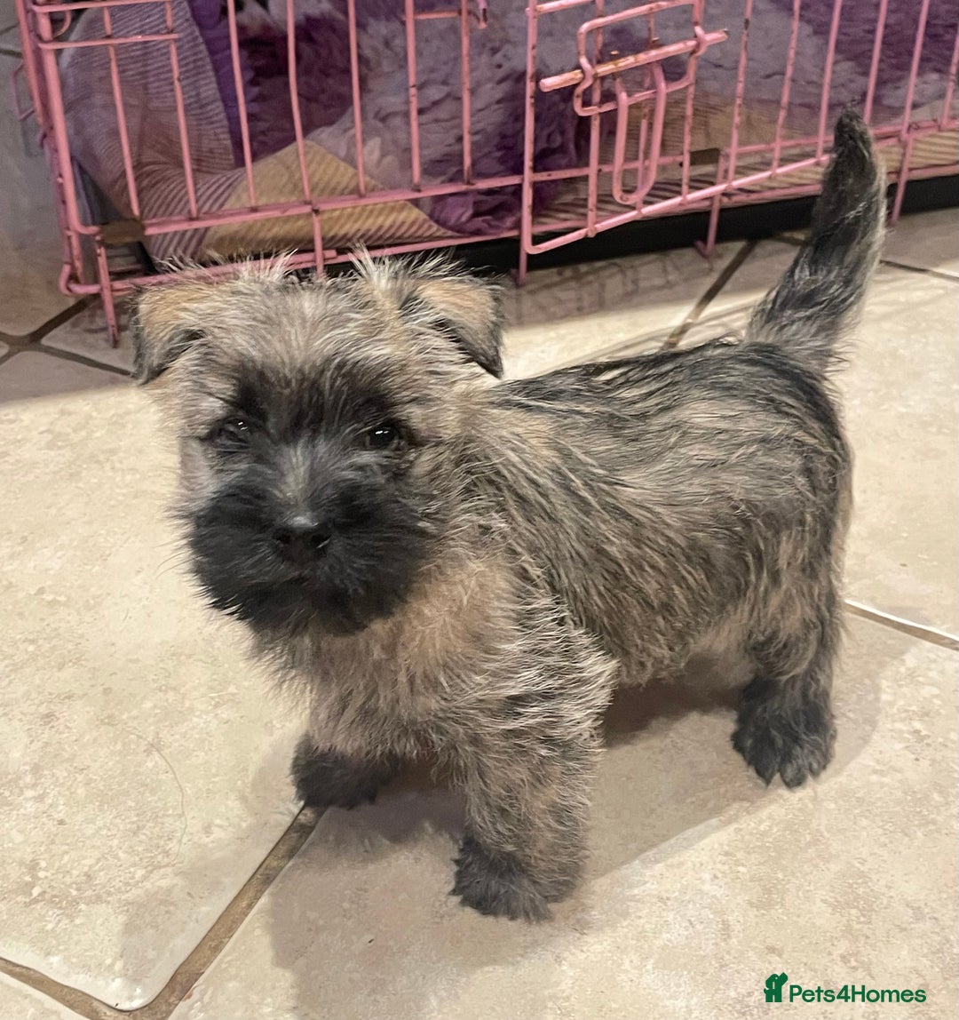 Cairn Terrier dogs for sale: Stunning cairn terrier puppies  - Image 11