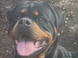 Rottweiler dogs in Doncaster - Advert 3
