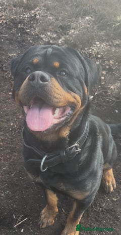 Rottweiler dogs in Doncaster - Advert 1
