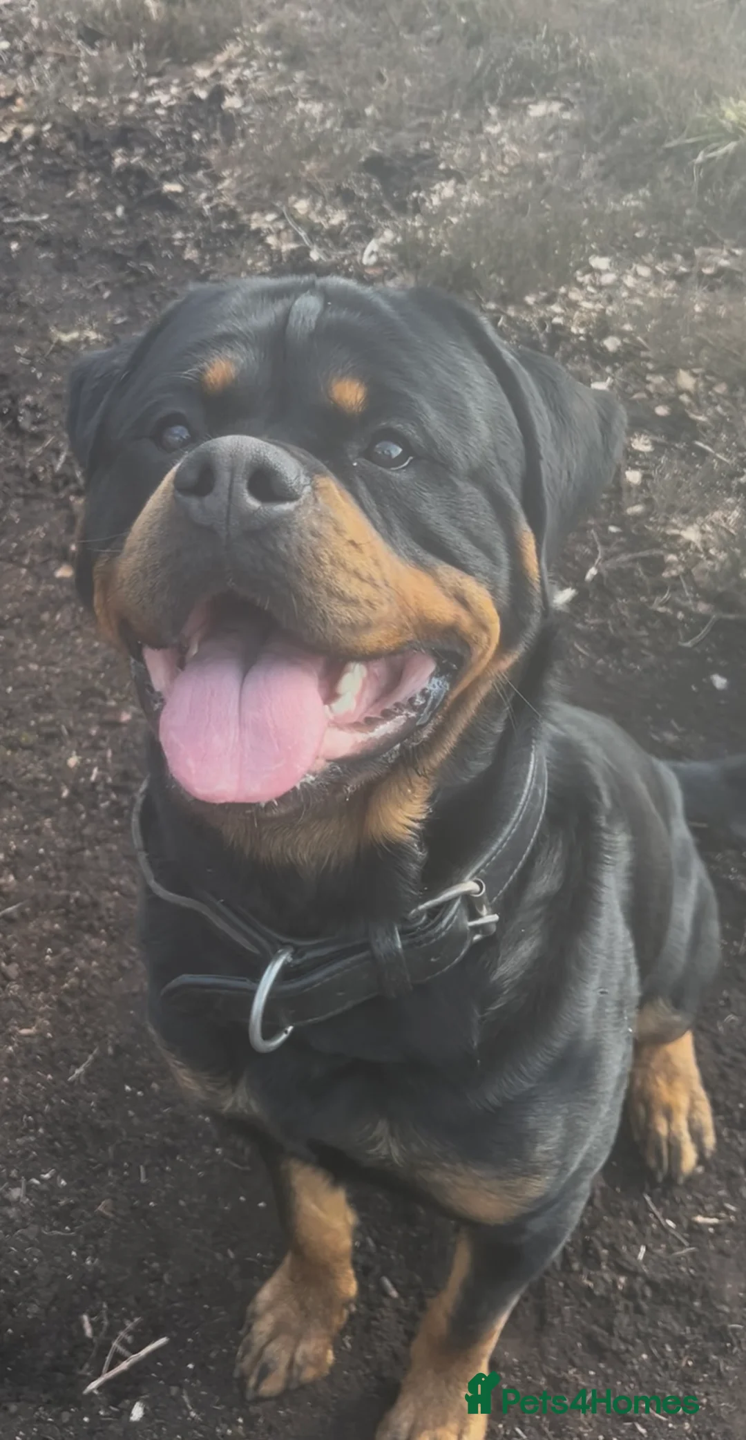 Rottweiler dogs for stud: Serbian Import - OTTO for stud  in Doncaster - Advert 5