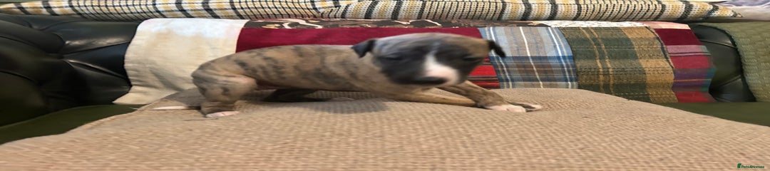Whippet Puppy 7