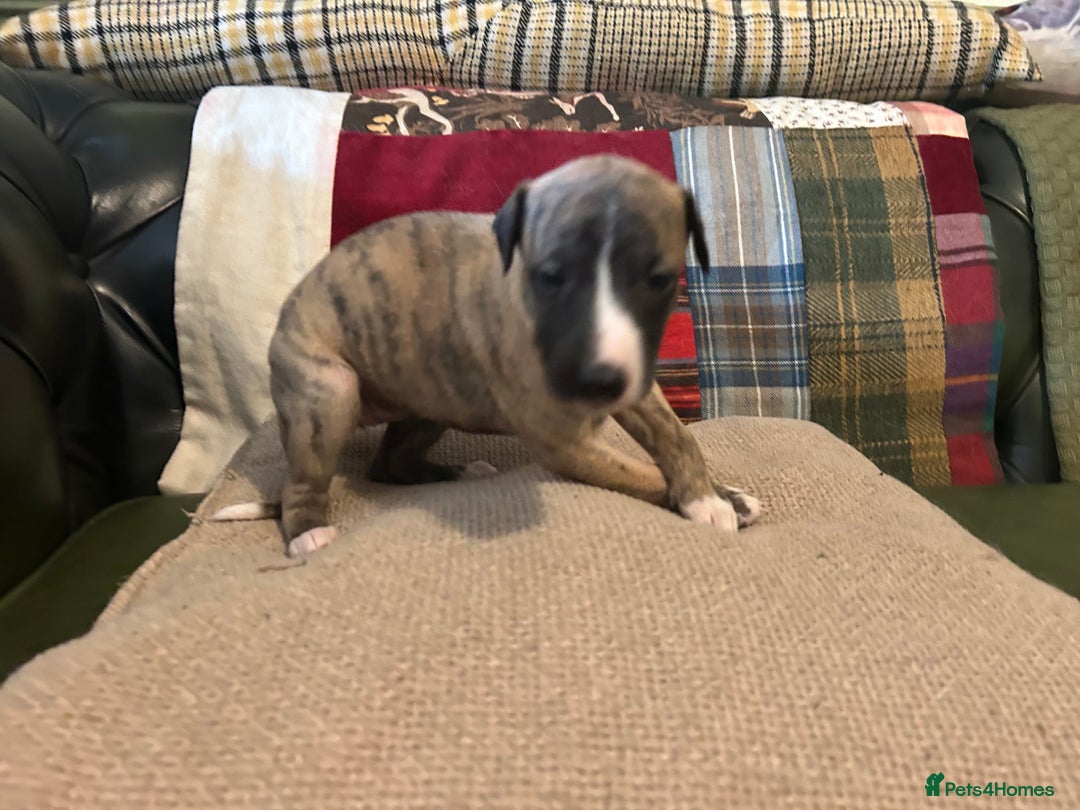 Whippet dogs for sale: Whippet Pups  - Image 20