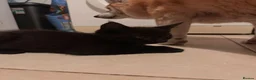 Maine Coon cats for sale: Beautiful Maine Coon Cross Kittens  - Advert 4