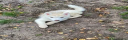 Siberian Husky dogs for sale: Kc Siberian Husky Girls  - Advert 3