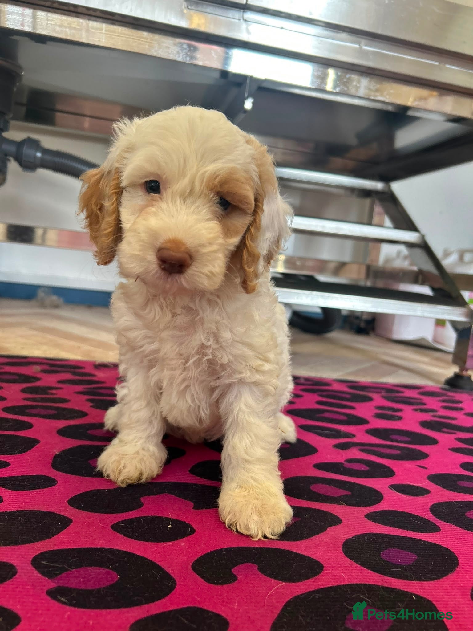 Cockapoo dogs F1 cockerpoo  - Advert 1