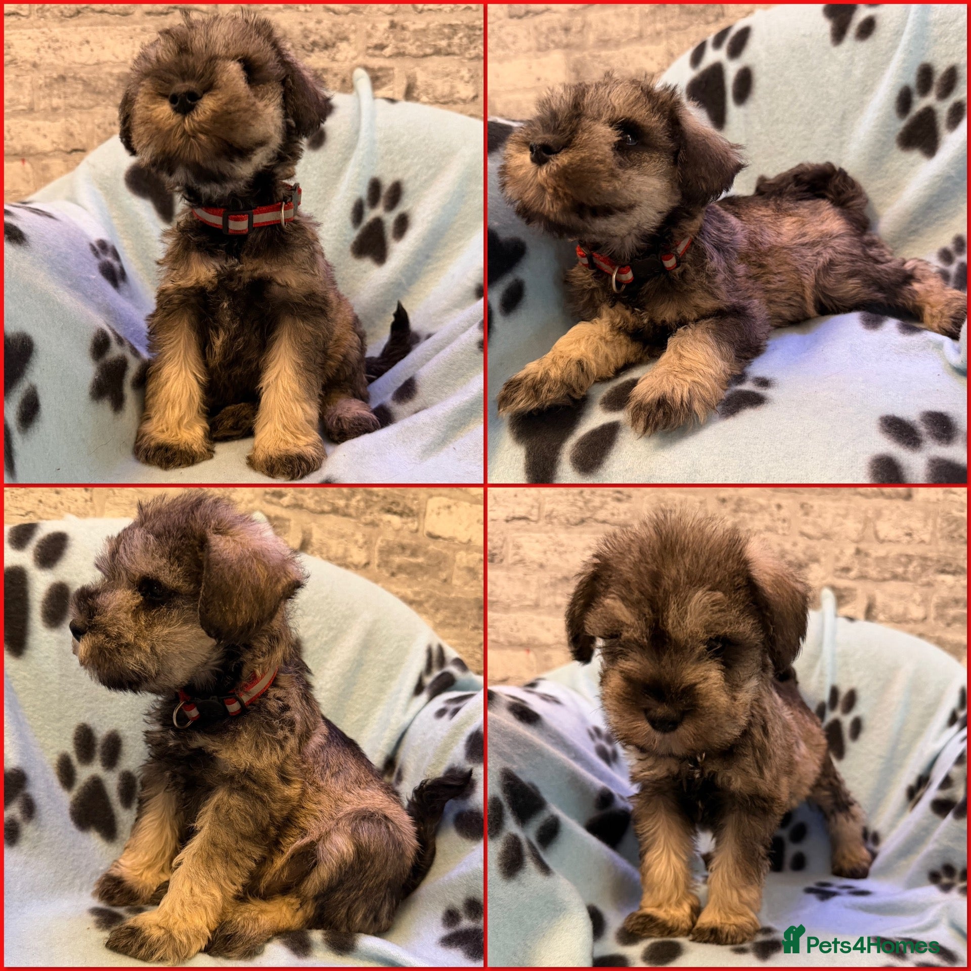 Miniature Schnauzer dogs K.C miniature schnauzer  - Advert 13