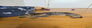 British Shorthair 1