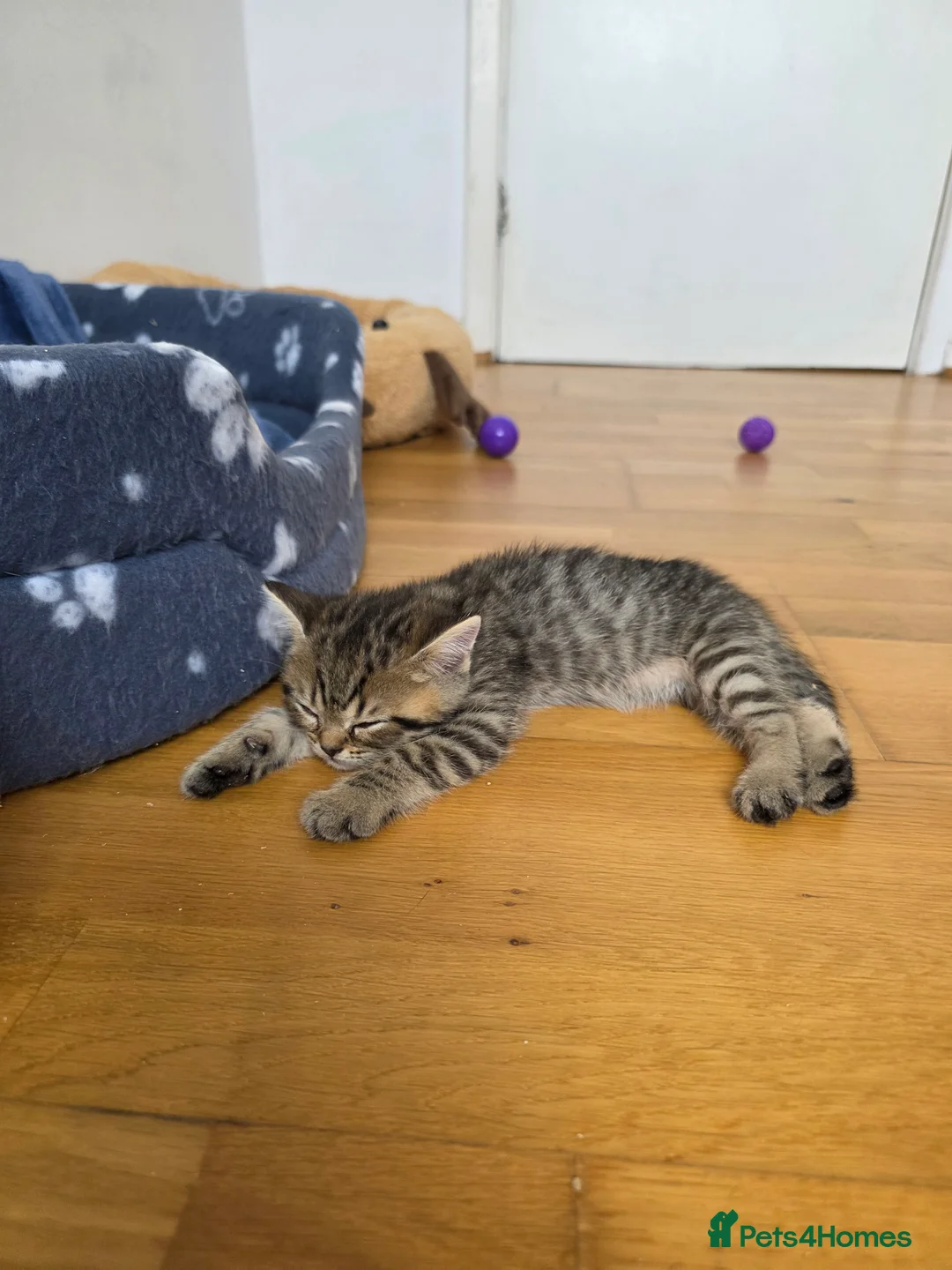 British Shorthair cats for sale: British shorthair  - Advert 2