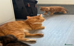 Mixed Breed cats for sale: Long Fur kittens for sale  - Image 18