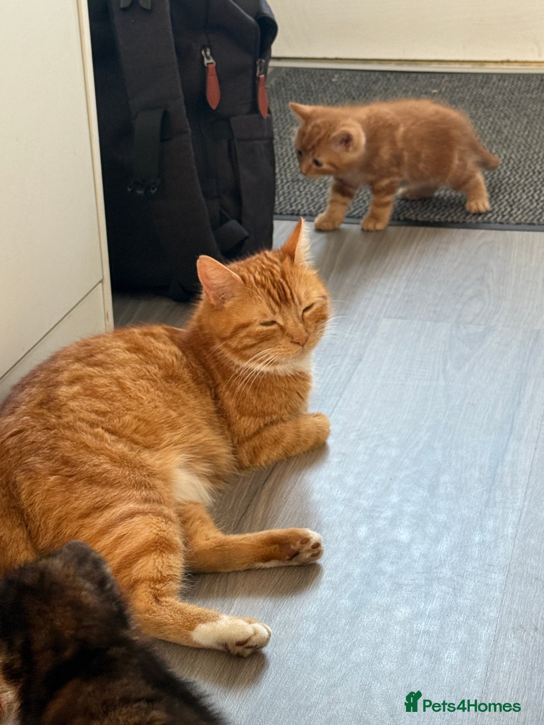 Mixed Breed cats for sale: Long Fur kittens for sale  - Image 18
