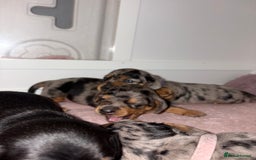 Miniature Dachshund dogs for sale: Gorgeous miniature dachshund puppy’s  - Image 5