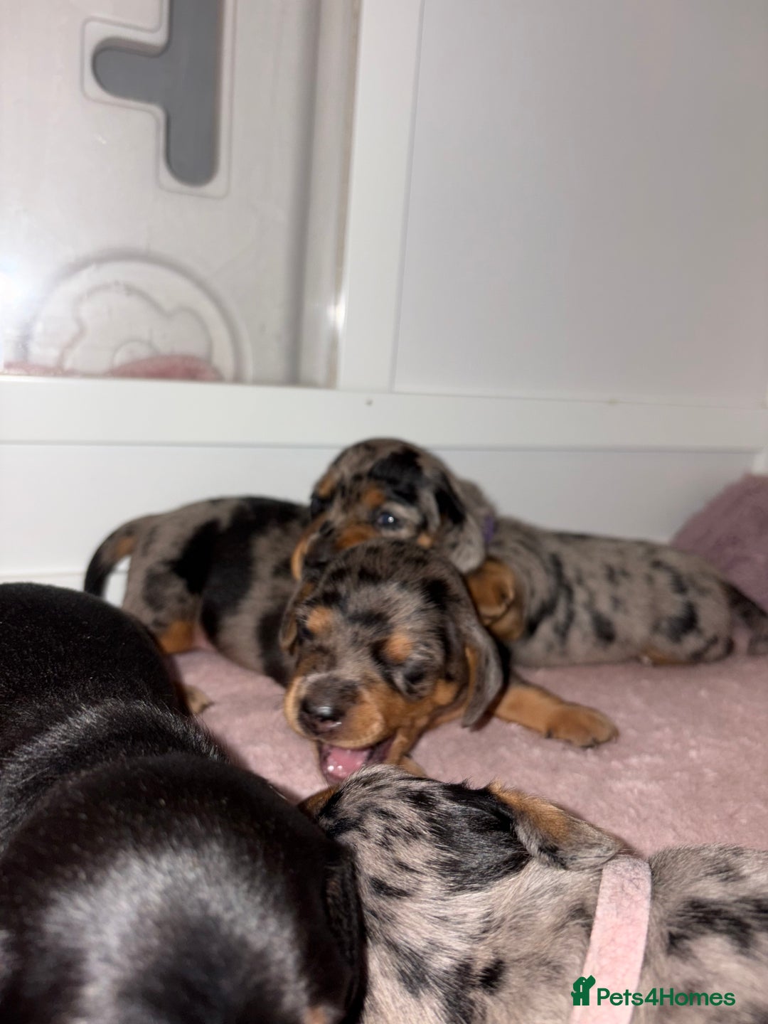 Miniature Dachshund dogs for sale: Gorgeous miniature dachshund puppy’s  - Image 5