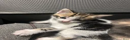 Mixed Breed cats for sale: Two gorgeous boy kittens ready to leave  - Advert 34