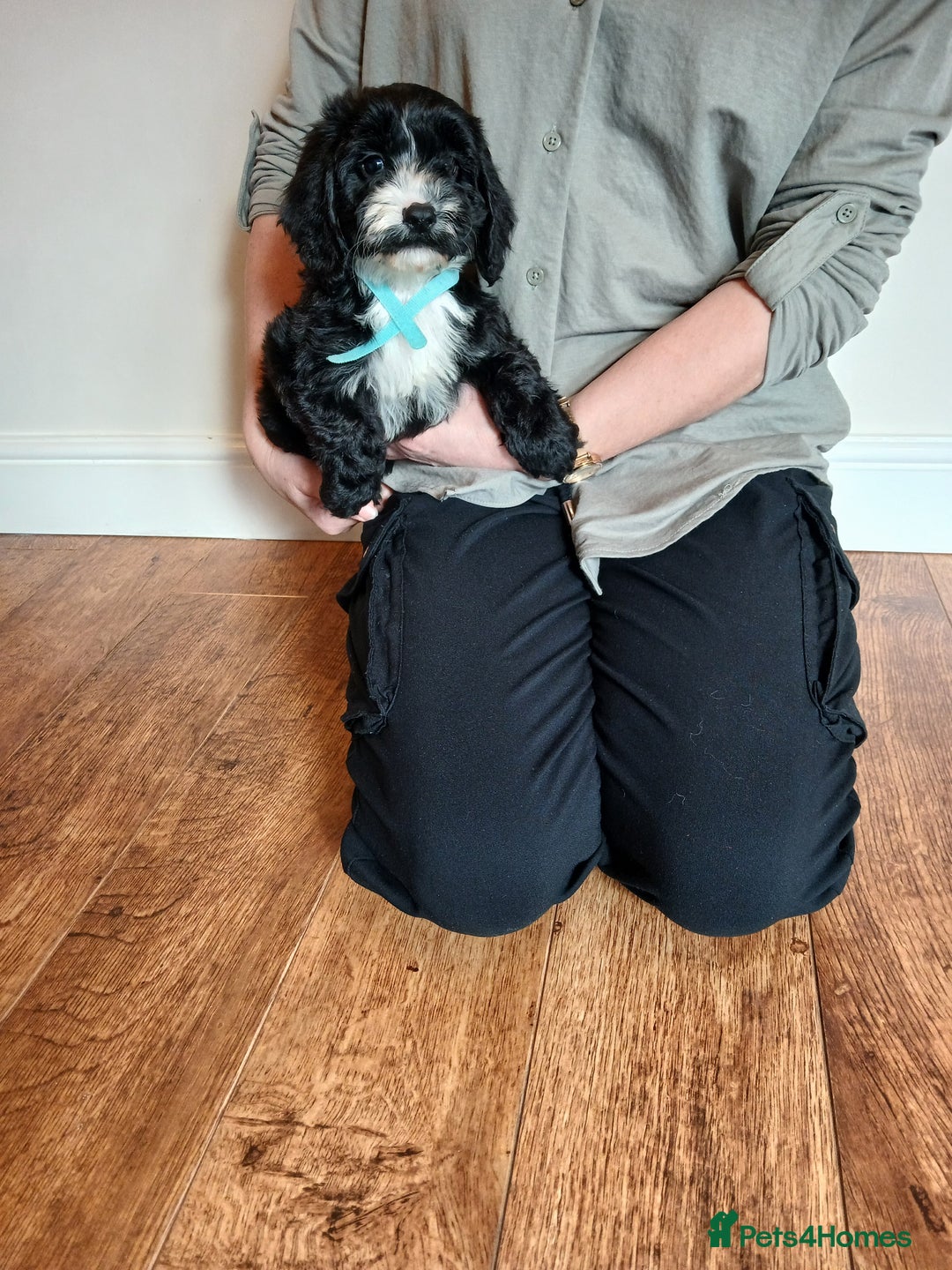 Cockapoo dogs for sale: Cockapoo puppies  - Advert 5