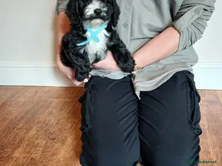 Cockapoo dogs Cockapoo puppies - Advert 8