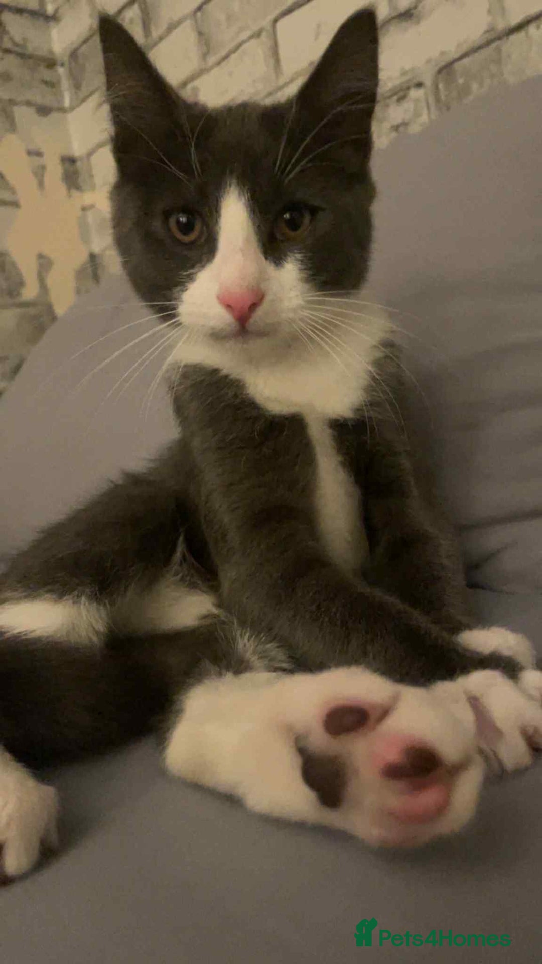 Mixed Breed cats for sale: - grey and white kitten - Advert 1