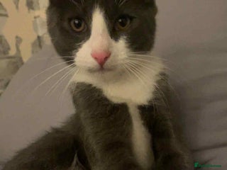 Mixed Breed cats - grey and white kitten - Advert 1