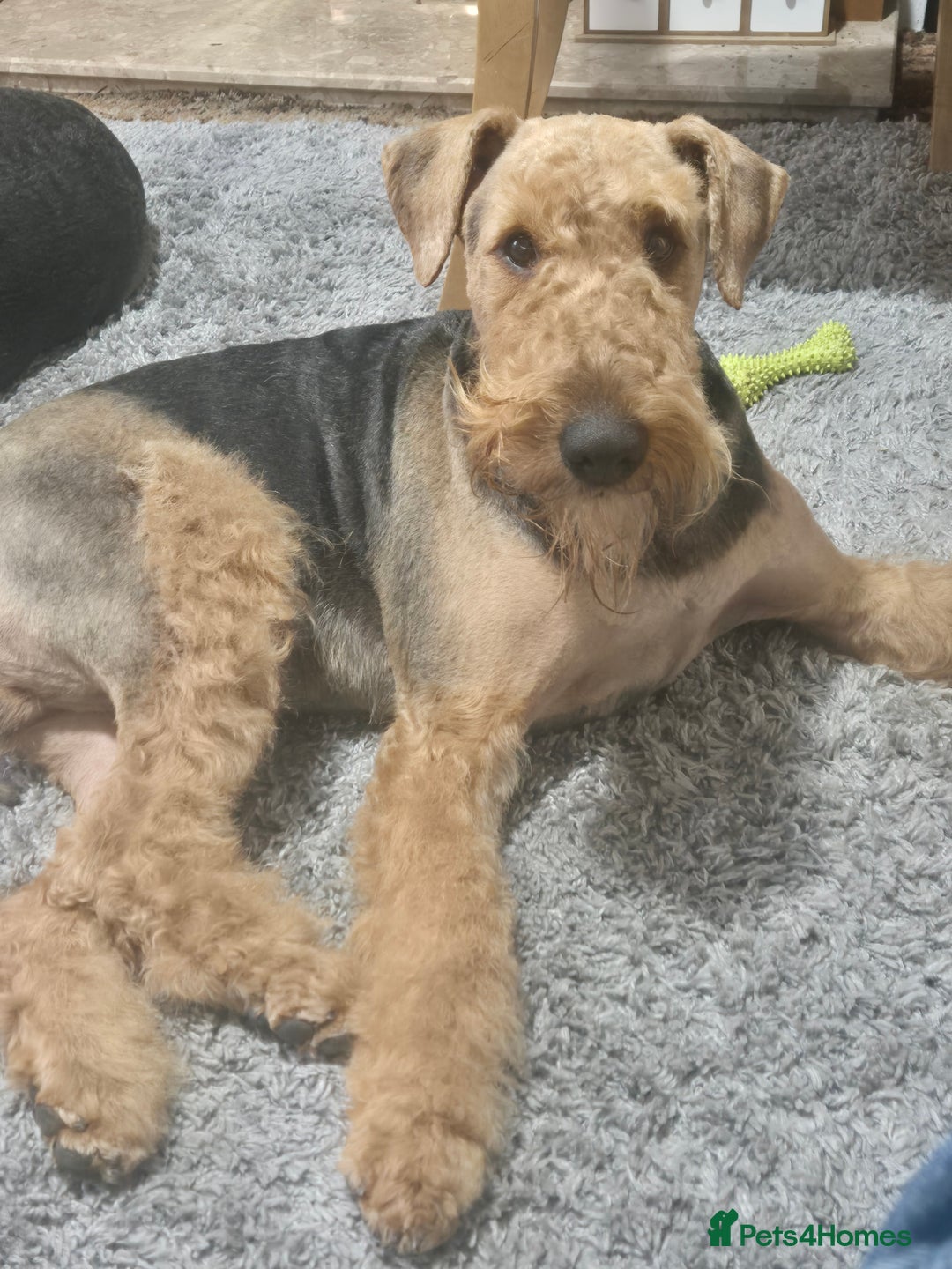Airedale Terrier dogs for sale: Airedale Terrier - Advert 2