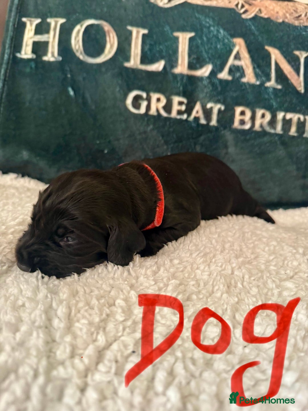 Cocker Spaniel dogs for sale: A gorgeous litter of WCS - Advert 3