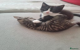 Mixed Breed cats for sale: Gorgeous kittens looking for their forever home.  - Advert 6