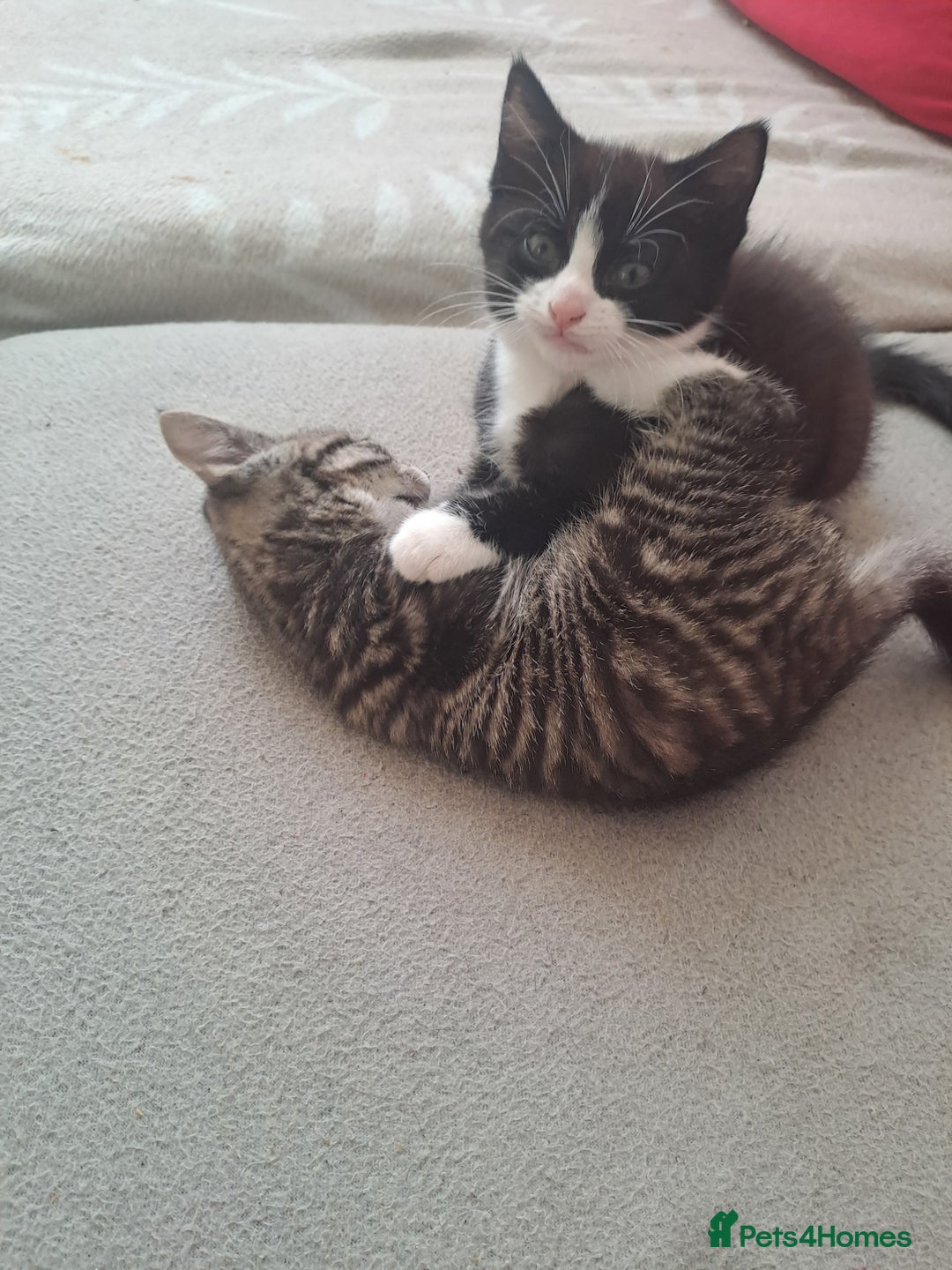 Mixed Breed cats for sale: Gorgeous kittens looking for their forever home.  - Advert 6