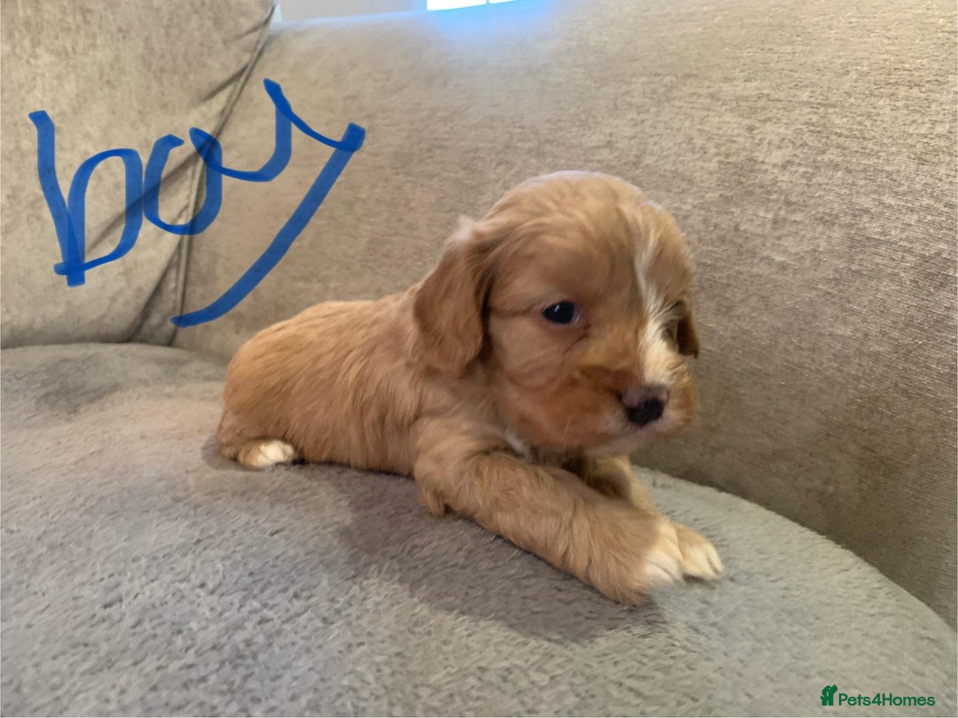Cavapoo dogs for sale: Cavalier puppy’s  - Advert 12