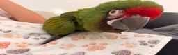 Macaws birds for sale: Silly Tame Male Military Macaw - Advert 5