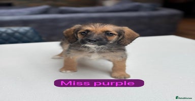 Mixed Breed dogs - Advert 4