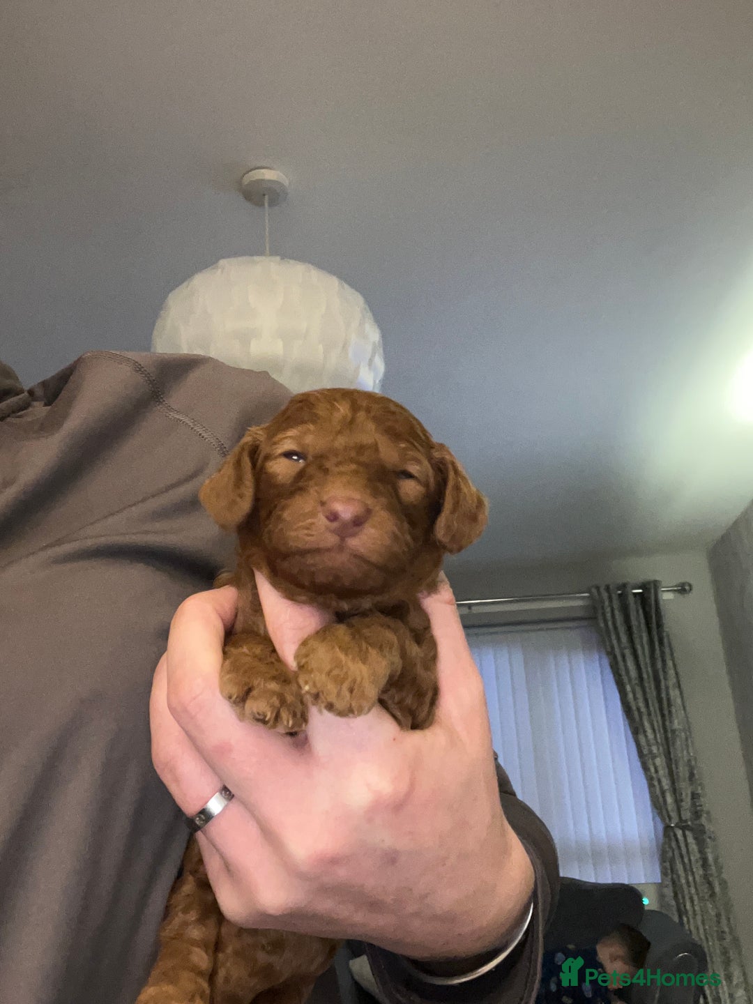 Cavapoo dogs for sale: F1b Cavapoo ALL PUPS NOW RESERVED  - Advert 26