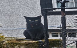 Oriental cats for sale: Oriental Mixed Breed - Image 11