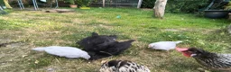 Chickens poultry for sale: La fleche and aracauna chicks - Advert 4