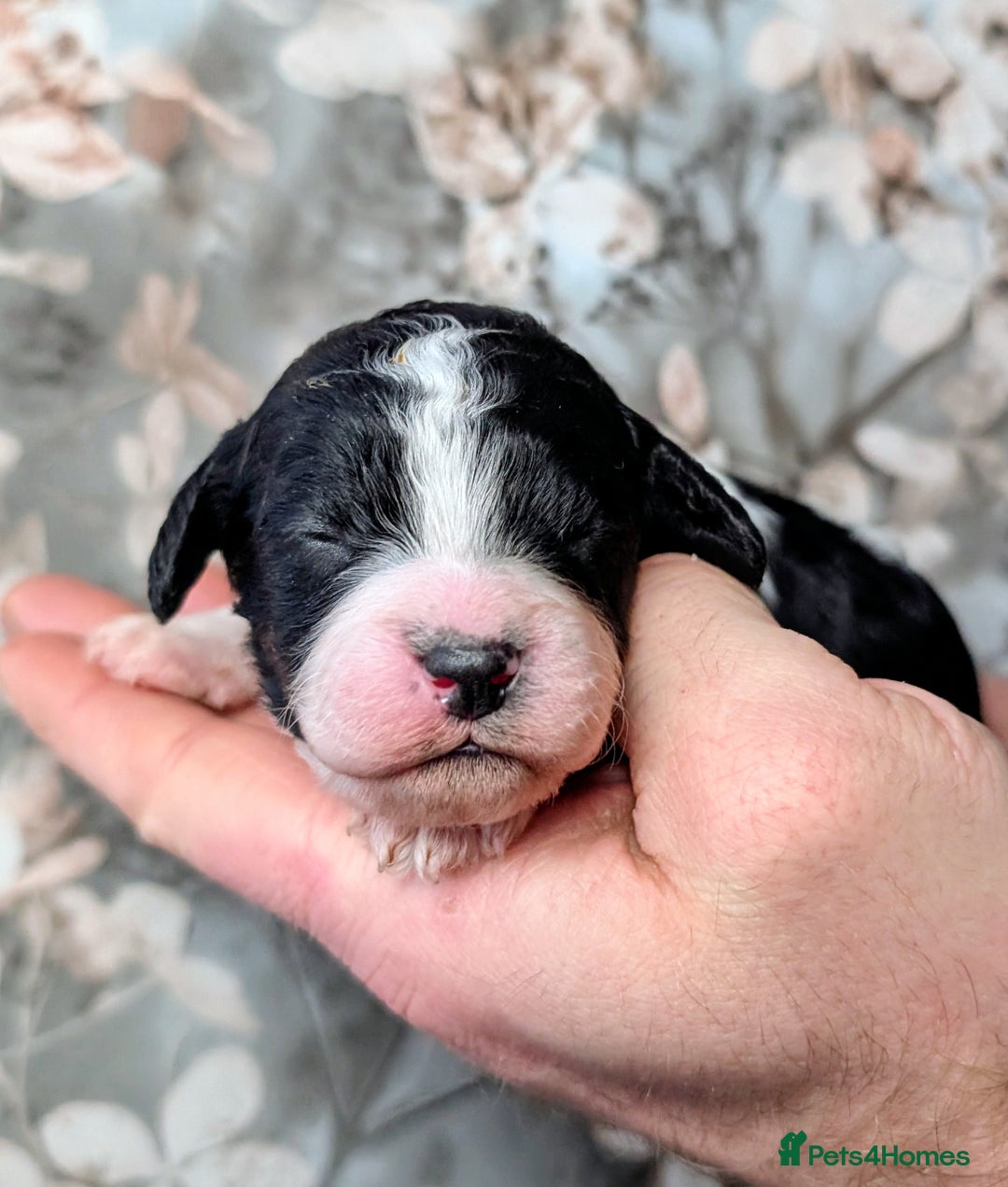 Toy Poodle dogs for sale: 🖤CAVAPOO BABIES🖤TESTED PARENTS! - Advert 19