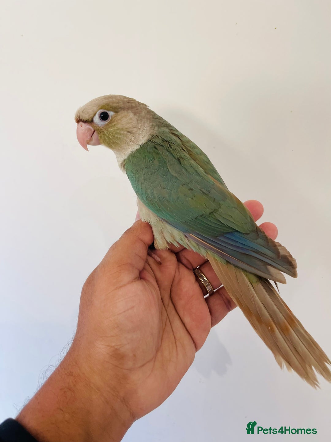 Conures birds for sale: Hand reared conures for sale  - Advert 15