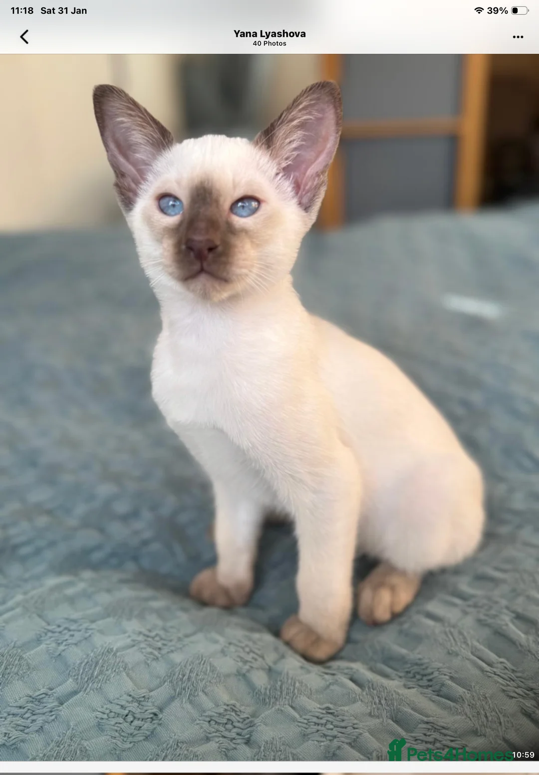 Siamese cats for sale: Siamese kittens  - Advert 6