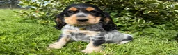 Cocker Spaniel dogs for sale: 🌟 Show Type + DNA tested 🌟 - Advert 5